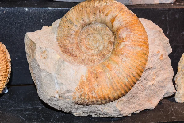 Closeup fóssil de amonita em uma laje de calcário. Fóssil de amonita — Fotografia de Stock