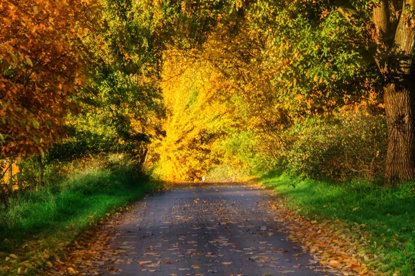 Осенняя дорога, фон — стоковое фото