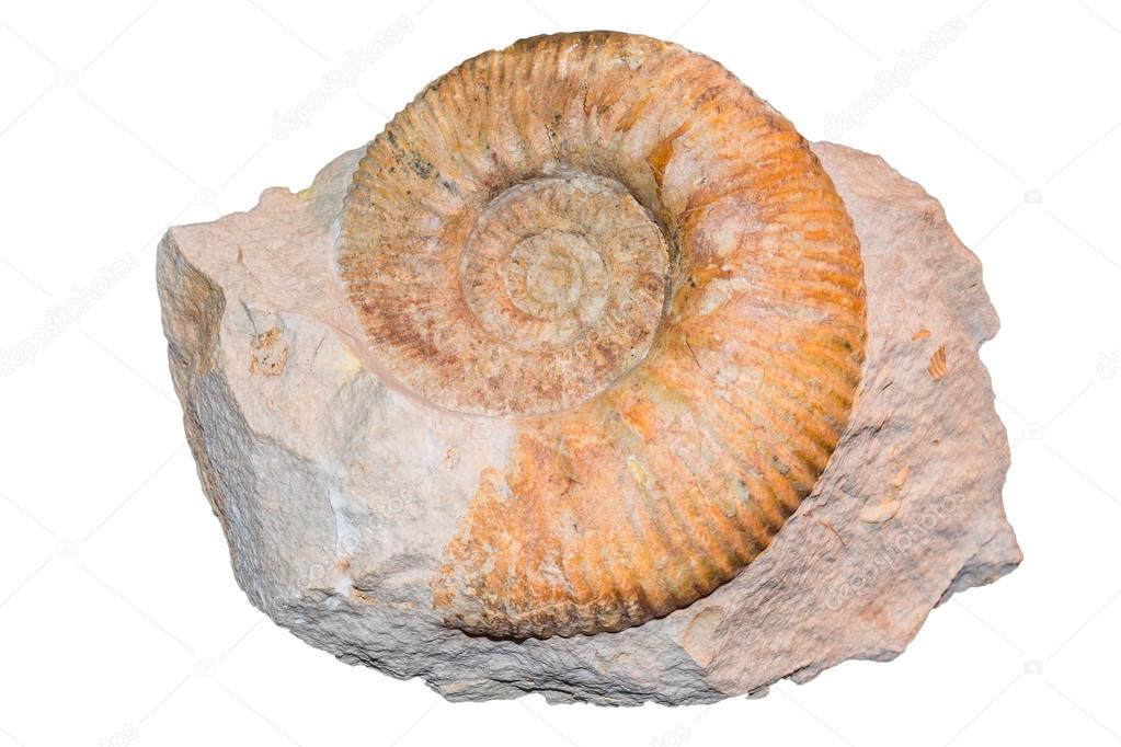 Closeup Ammonite fossil