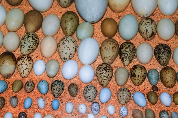 Çeşitli kuşların yumurtalarının toplanması — Stok fotoğraf
