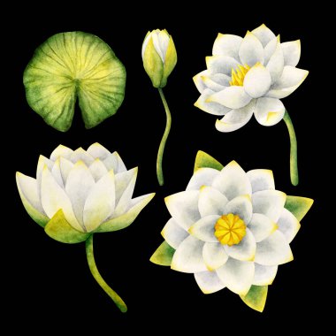 Çiçekler beyaz su, Lily, Bud, yaprak. Siyah bir arkaplanda izole edilmiş suluboya çizimler. Narin Lotus. Hisse senedi. Dekorasyon, tasarım, çıkartma için bitki ögeleri