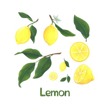 Dal üzerinde sarı limonlar. Bir dizi turunçgiller ve dilimler. Bıyıklı meyve tasviri. Tasarım için resim stokla.