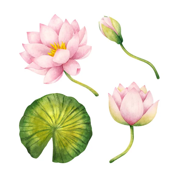 Pink water Lily flowers, Bud, leaf. Set of watercolor illustrations isolated on a white background. The delicate Lotus. Stock image. Plant elements for decoration, design, stickers