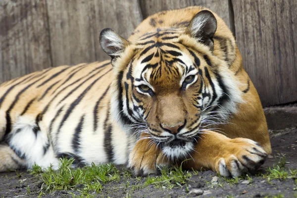 Gyönyörű maláj tigris az állatkertben — Stock Fotó