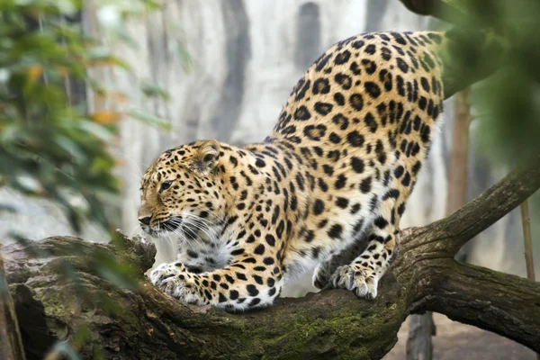 Vackra leopard bor i djurparken — Stockfoto