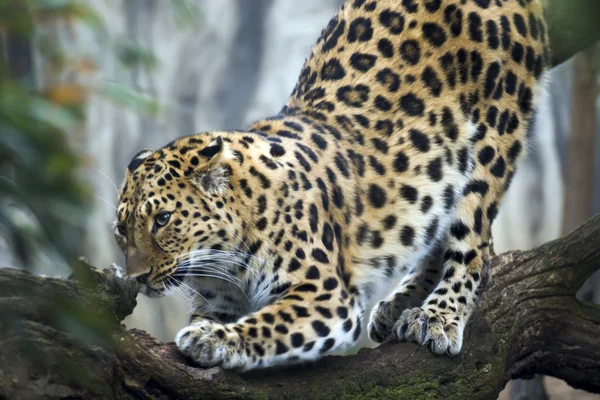 Hermoso leopardo que vive en el zoológico —  Fotos de Stock