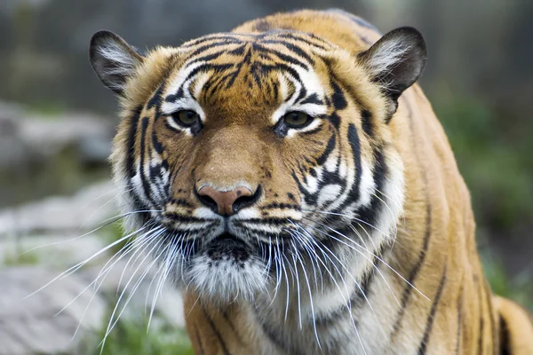 Gyönyörű maláj tigris az állatkertben — Stock Fotó