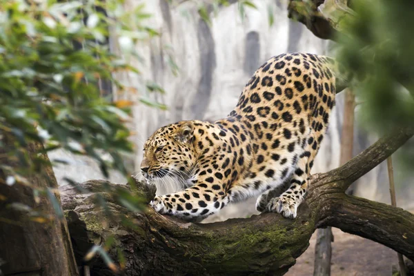 Красивый леопард, живущий в зоопарке — стоковое фото