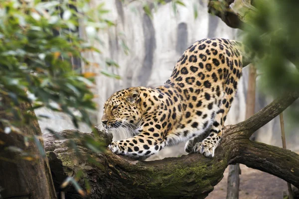 Mooie Luipaard leeft in de dierentuin — Stockfoto