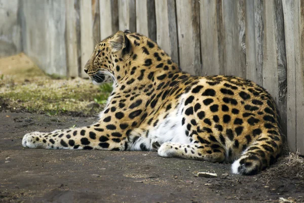 Hermoso leopardo que vive en el zoológico — Foto de Stock