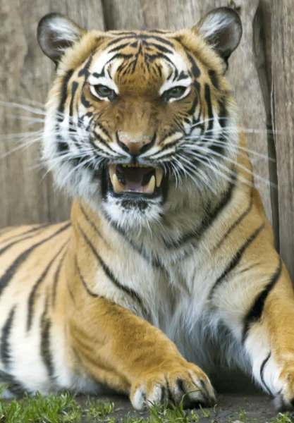 Belo tigre malaio no zoológico — Fotografia de Stock