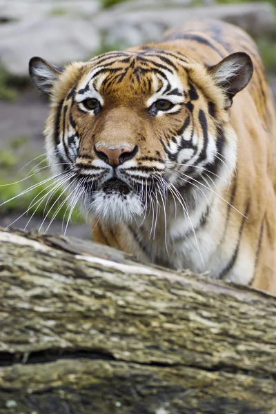 Gyönyörű maláj tigris az állatkertben — Stock Fotó