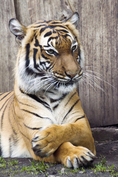 Beautiful Malaysian tiger at the zoo
