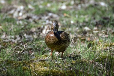 vahşi güzel yaban ördekleri