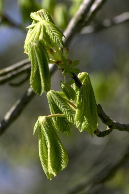 springbeautiful çiçek açan içinde güzel çiçek açan ağaç ağaç güzel çiçek açan ağaç bahar