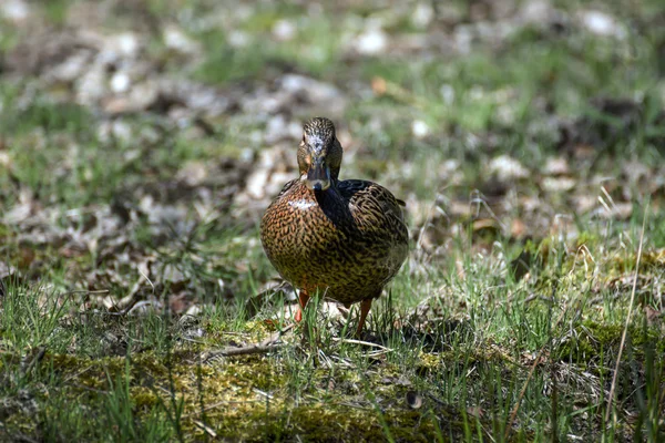 vahşi güzel yaban ördekleri