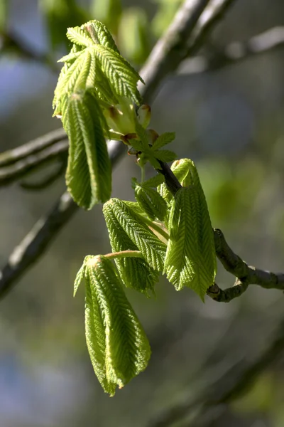 Schöner blühender Baum im Frühling schöner blühender Baum schöner blühender Baum im Frühling — Stockfoto