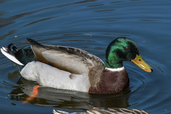 Hermosos patos salvajes en la naturaleza — Foto de Stock