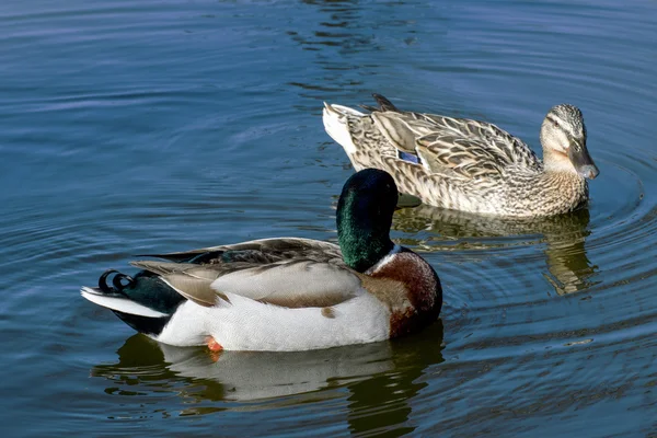 Mooie wilde eenden in het wild — Stockfoto