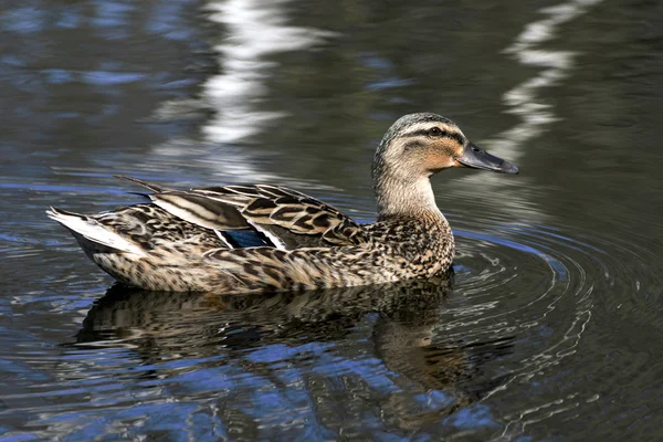 Mooie wilde eenden in het wild — Stockfoto