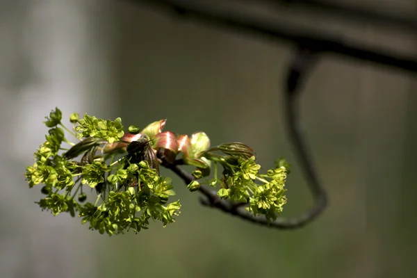 Schöner blühender Baum im Frühling schöner blühender Baum schöner blühender Baum im Frühling — Stockfoto