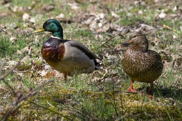 Mooie wilde eenden in het wild — Stockfoto