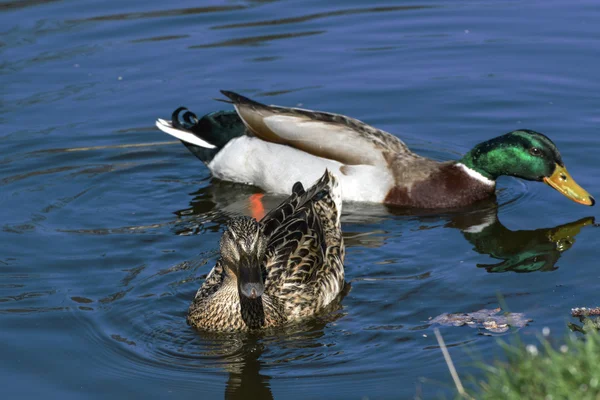 Mooie wilde eenden in het wild — Stockfoto