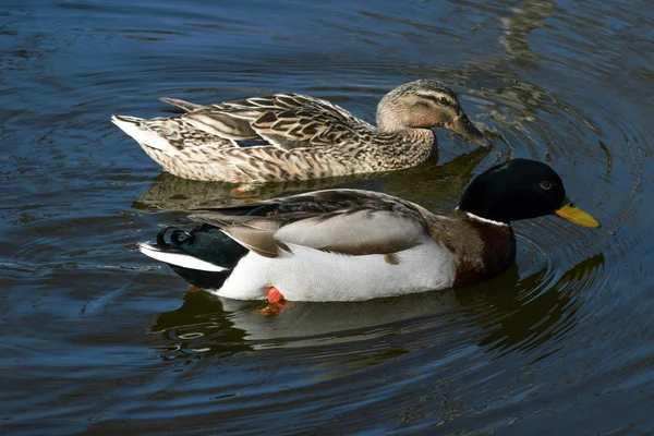 Mooie wilde eenden in het wild — Stockfoto