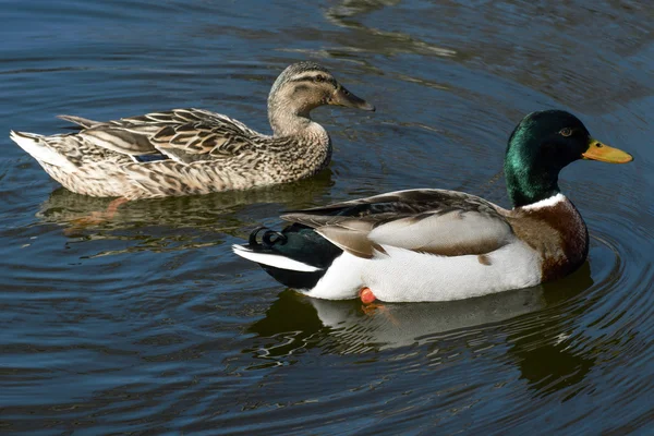 Beautiful wild ducks in the wild — Stock Photo, Image