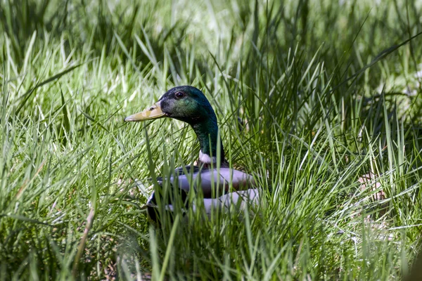 Mooie wilde eenden in het wild — Stockfoto