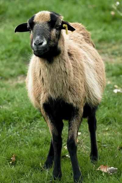 Красивые и красивые овцы на пастбище — стоковое фото