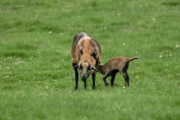 Mooie en leuke schapen op de weide — Stockfoto