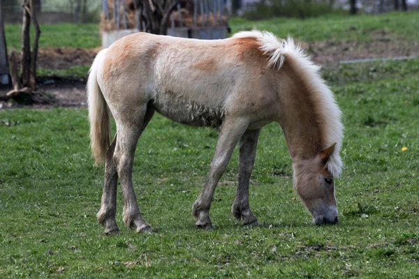 Gyönyörű ló ki-hoz legelő — Stock Fotó