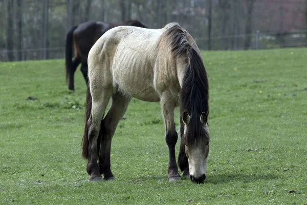 Schönes Pferd auf die Weide — Stockfoto