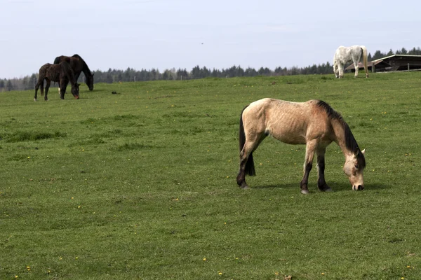 Piękny koń na zewnątrz wobec pasza — Zdjęcie stockowe