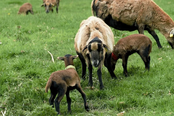 Красива і гарна вівця на пасовищі — стокове фото