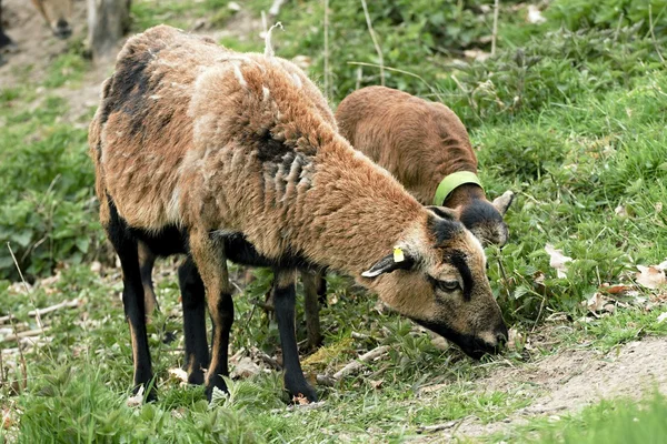 Schöne und schöne Schafe auf der Weide — Stockfoto