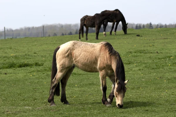 Gyönyörű ló ki-hoz legelő — Stock Fotó
