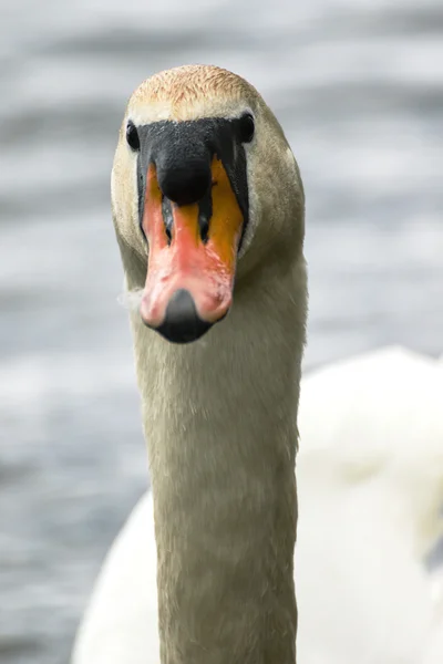 Smuk hvid svane på søen - Stock-foto