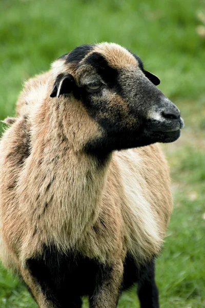 Krásná a milá ovce na pastvu — Stock fotografie