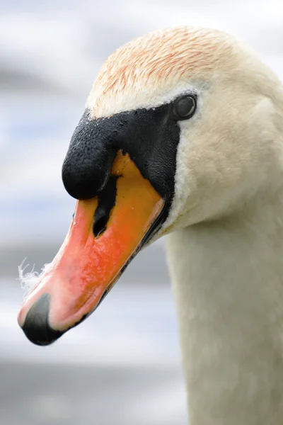 Hermoso cisne blanco en el lago —  Fotos de Stock