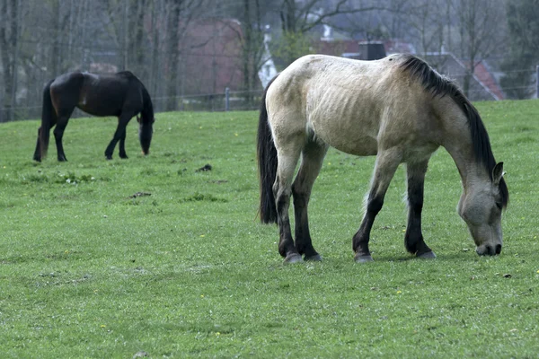 Gyönyörű ló ki-hoz legelő — Stock Fotó