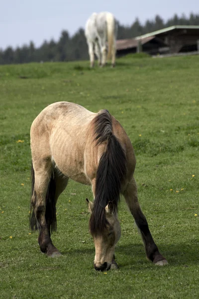 Hermoso caballo hacia fuera a pastar —  Fotos de Stock