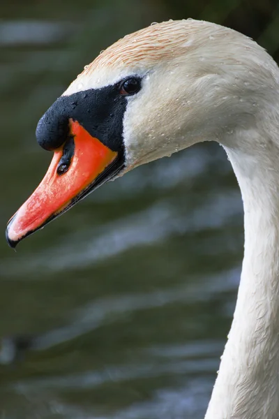 Hermoso cisne blanco en el lago —  Fotos de Stock