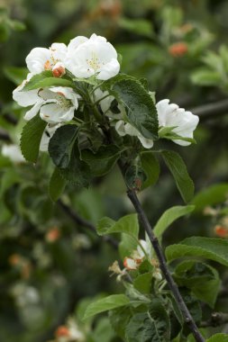 Bahçede çiçek açan elma ağacı