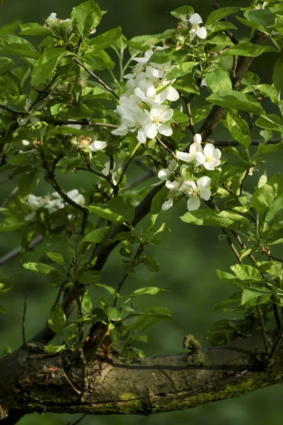 Blossoming apple tree in the garden — Stock Photo, Image