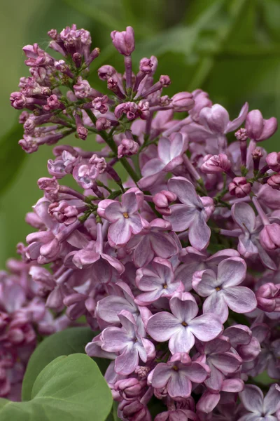 Belle floraison lilas violet au printemps — Photo