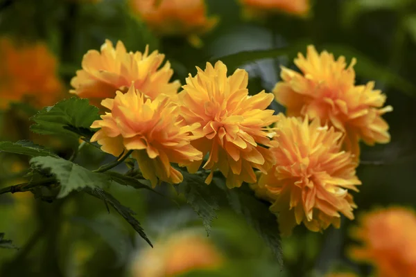 Lindas flores amarelas no jardim — Fotografia de Stock