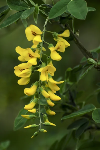 Bahçedeki güzel sarı çiçekler — Stok fotoğraf