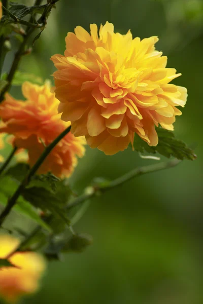 Lindas flores amarelas no jardim — Fotografia de Stock